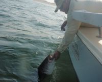 barnegat light fishing 10 20200411