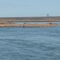 barnegat light fishing 119 20200411