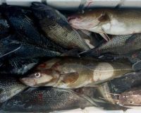 barnegat light fishing 127 20200411