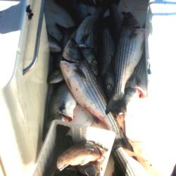 barnegat light fishing 190 20200411