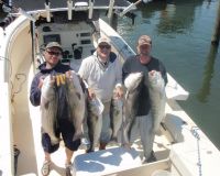 barnegat light fishing 24 20200411