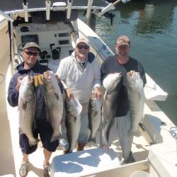 barnegat light fishing 24 20200411