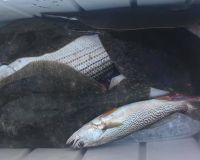 barnegat light fishing 7 20200411