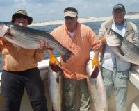 barnegat light fishing 84 20200411