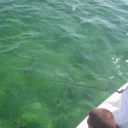 barnegat light fishing 92 20200411